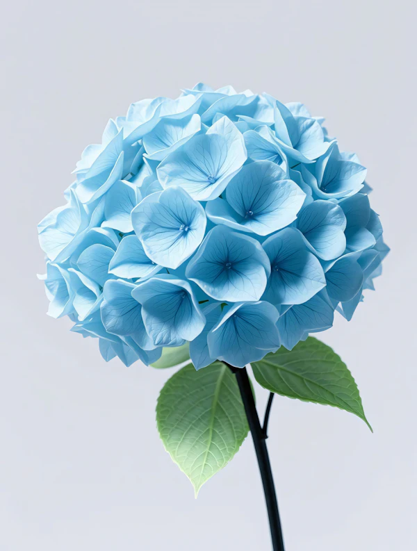 Blue Hydrangea Close-Up
