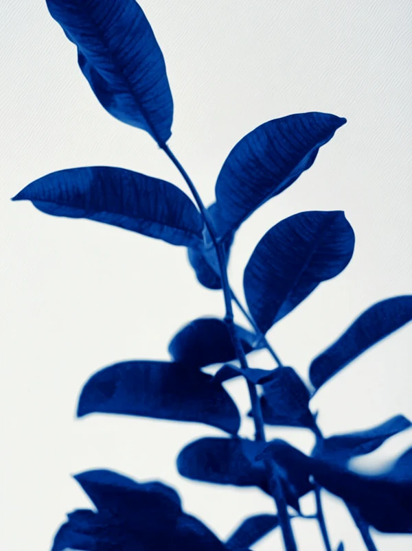 Monochromatic Blue Plant