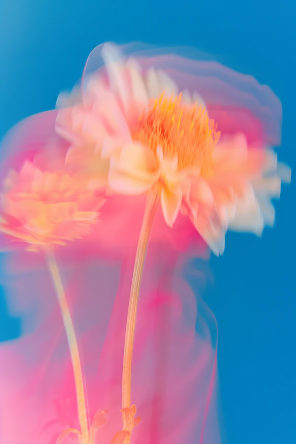 Dreamy Floral Motion