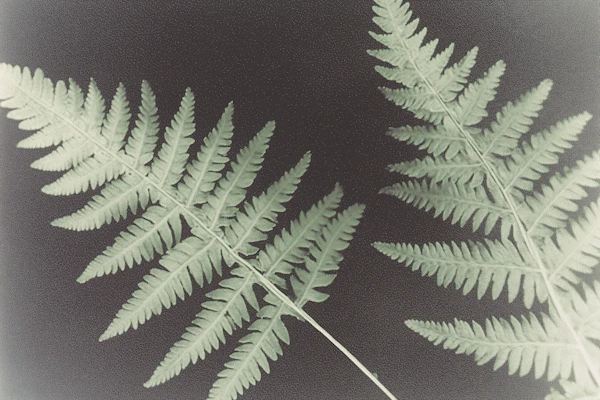 Fern Leaves on Dark