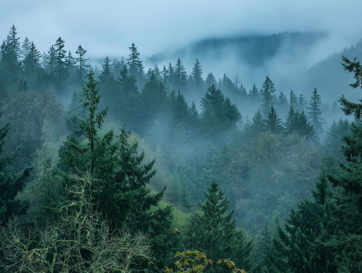 Misty Forest Serenity