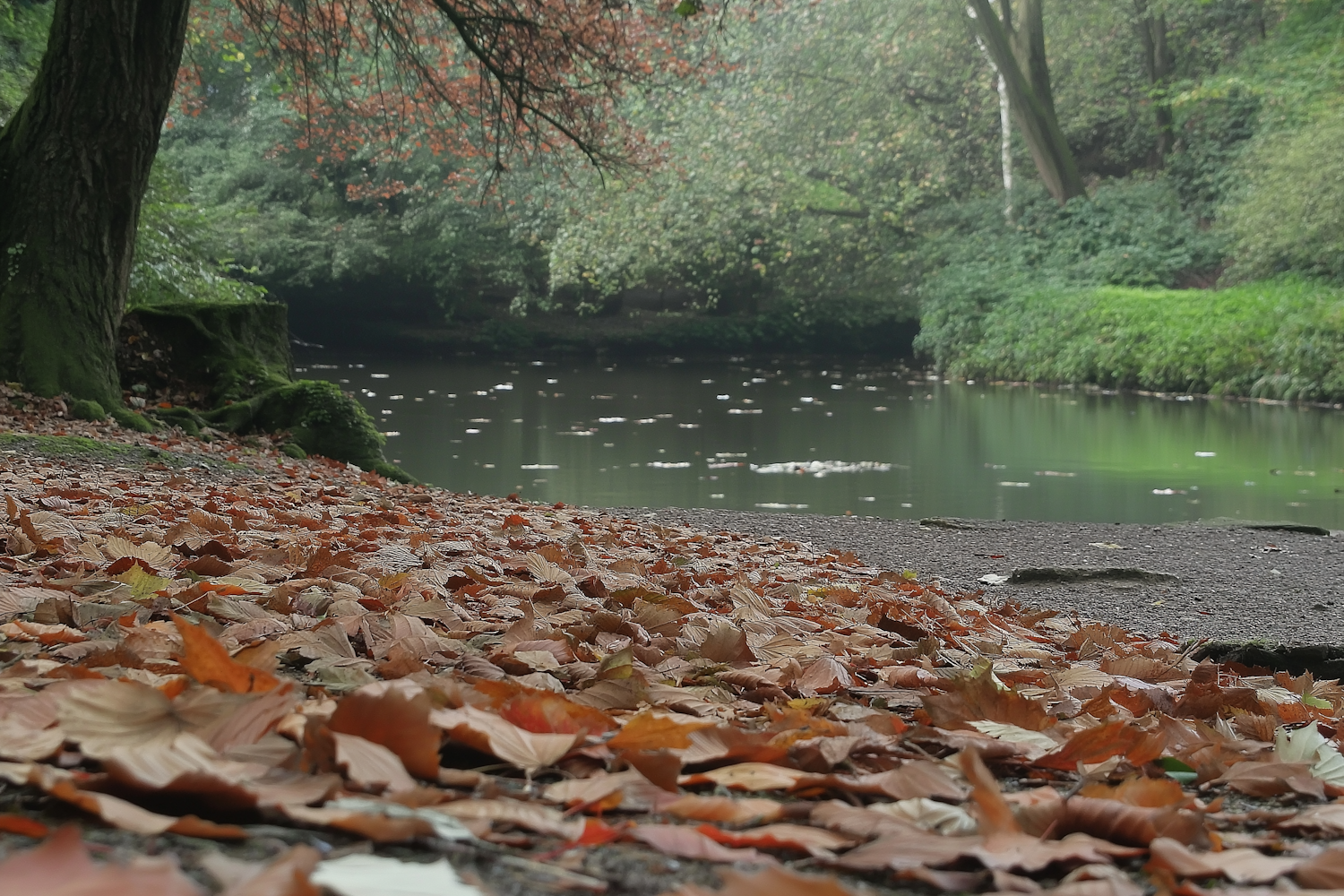 Tranquil Autumn Pond