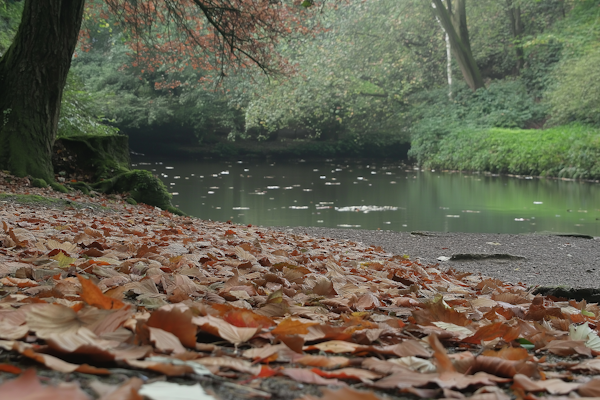 Tranquil Autumn Pond