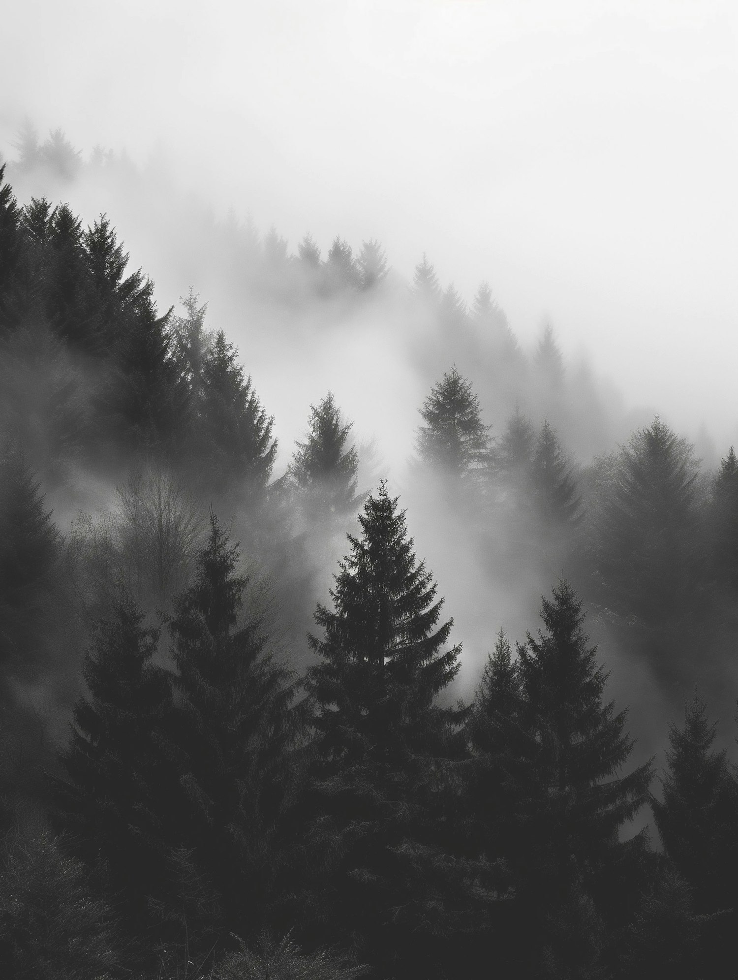 Mystical Foggy Forest