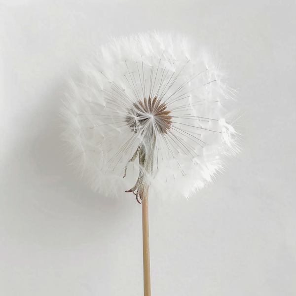 Intact Dandelion Seed Head