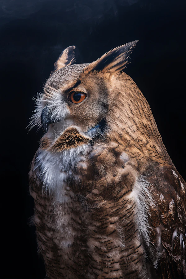 Majestic Owl Portrait