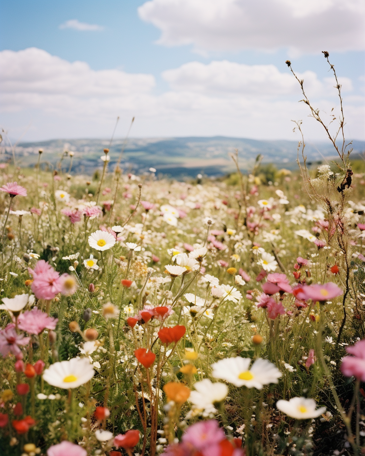 Sunlit Wildflower Serenity