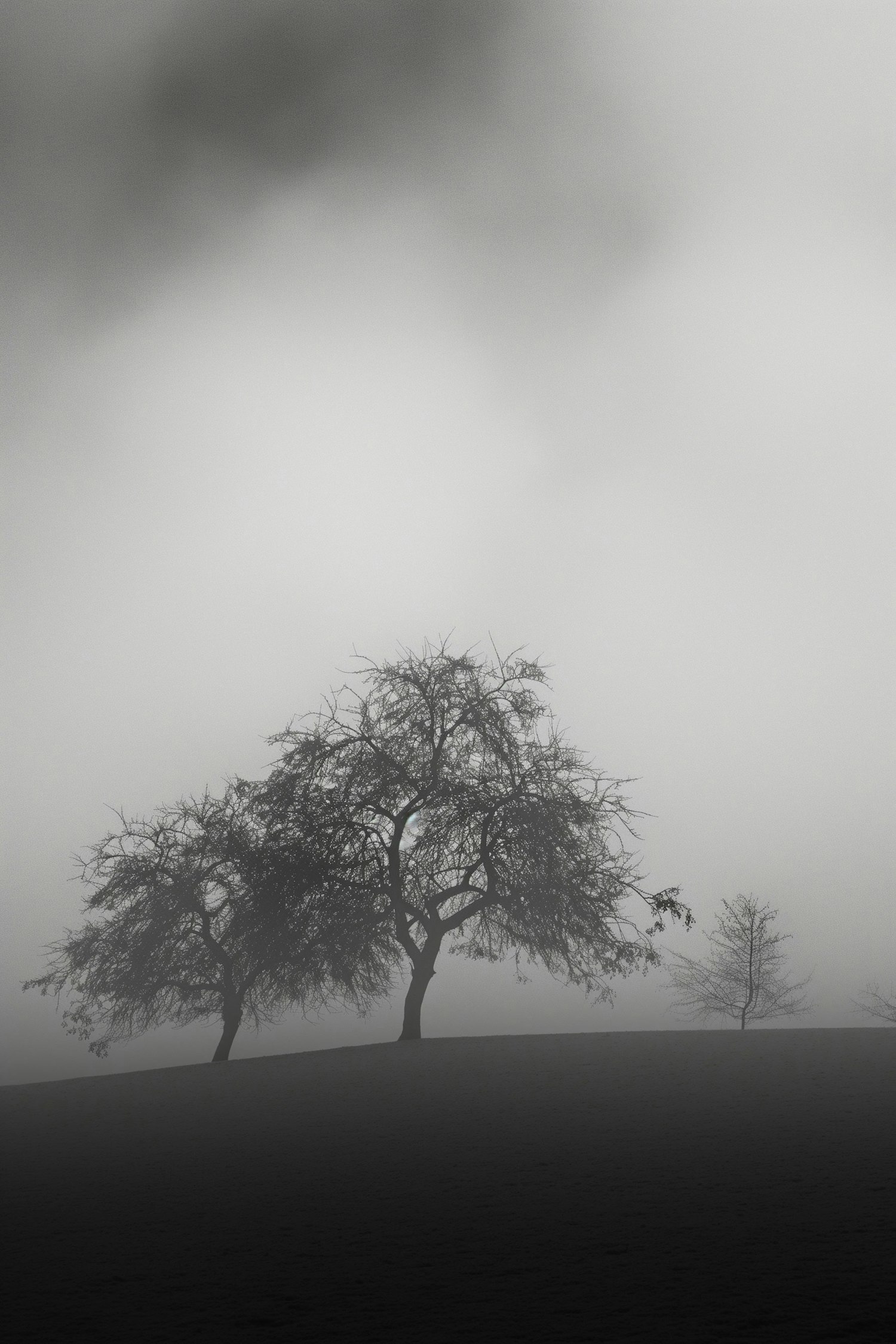 Misty Trees in Monochrome