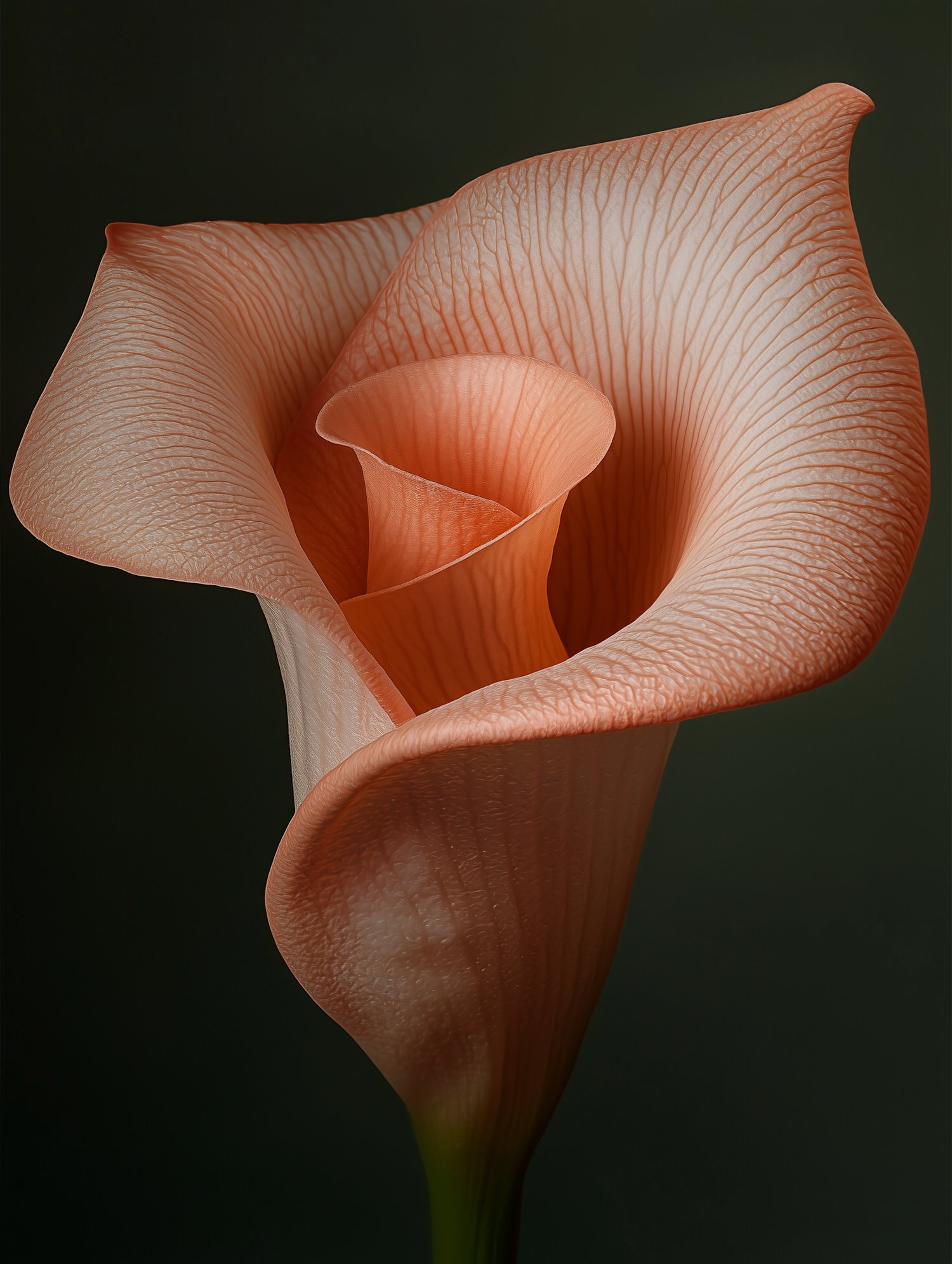 Close-up of a Calla Lily