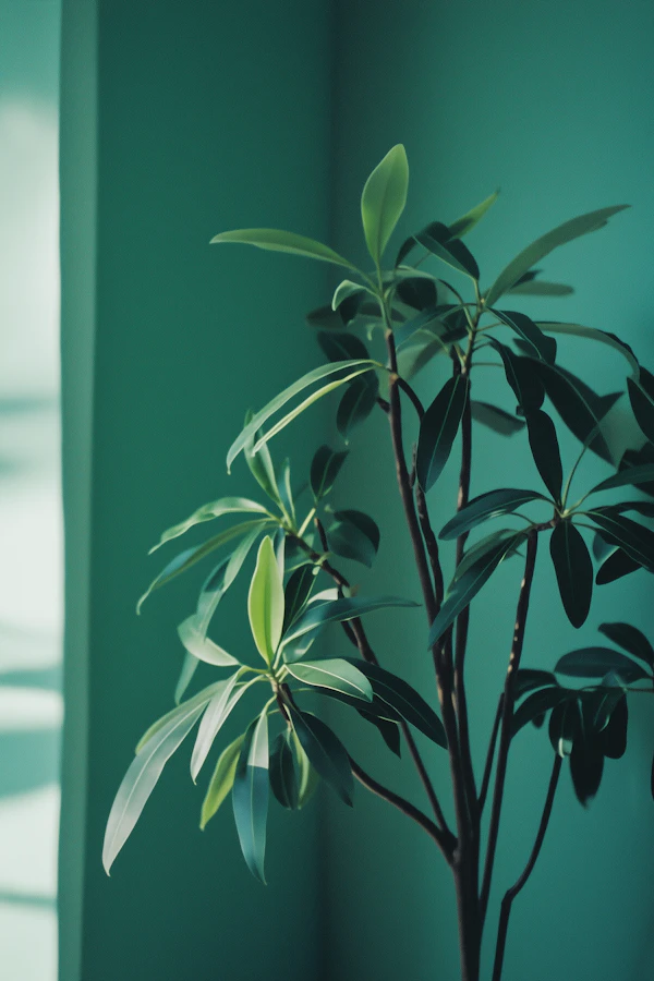 Indoor Plant Serenity