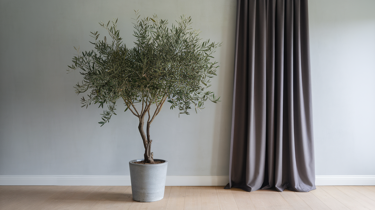 Indoor Olive Tree