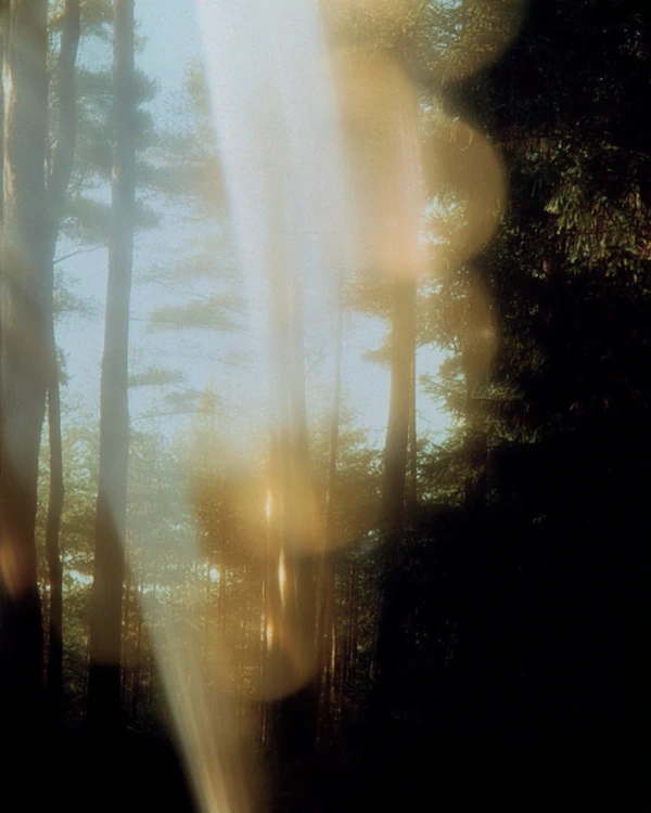 Ethereal Forest Glow