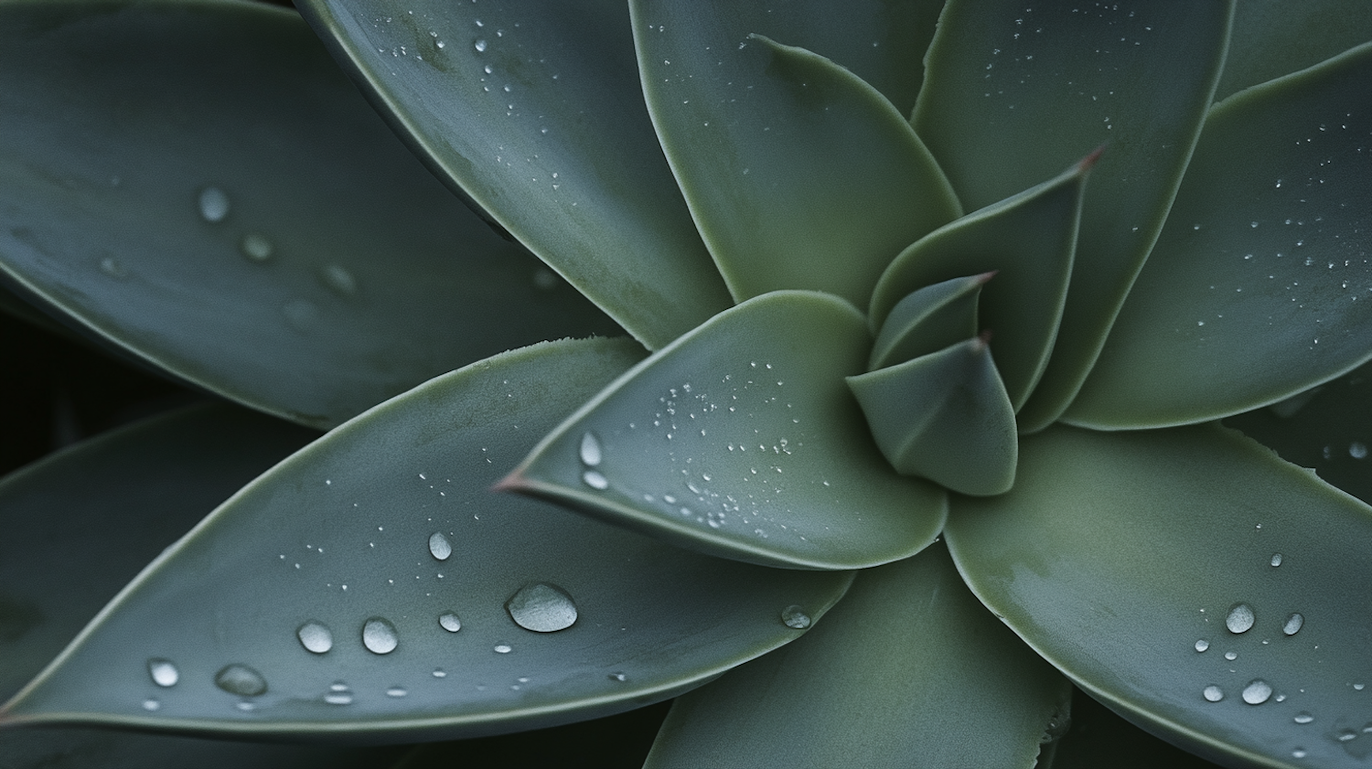 Close-up of Succulent Plant