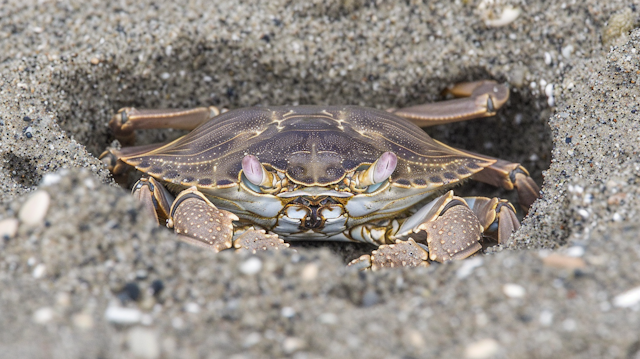 Camouflaged Crab in Sand