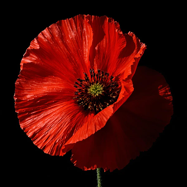 Vibrant Red Poppy