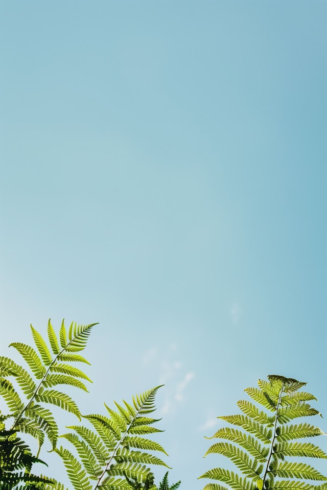 Serene Ferns Against Blue Sky