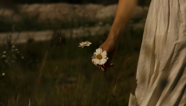 Serene Moment with Daisies