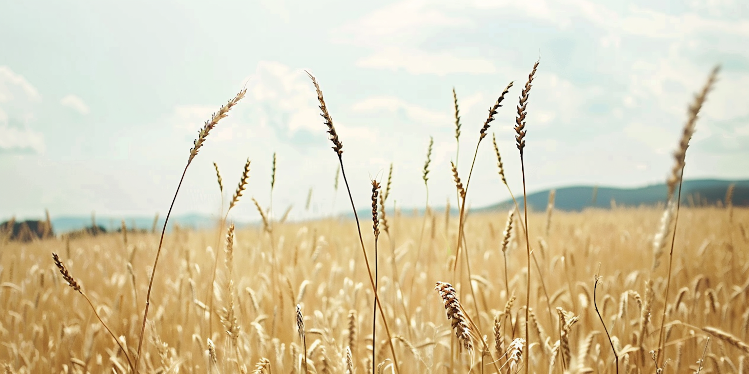 Serene Wheat Field