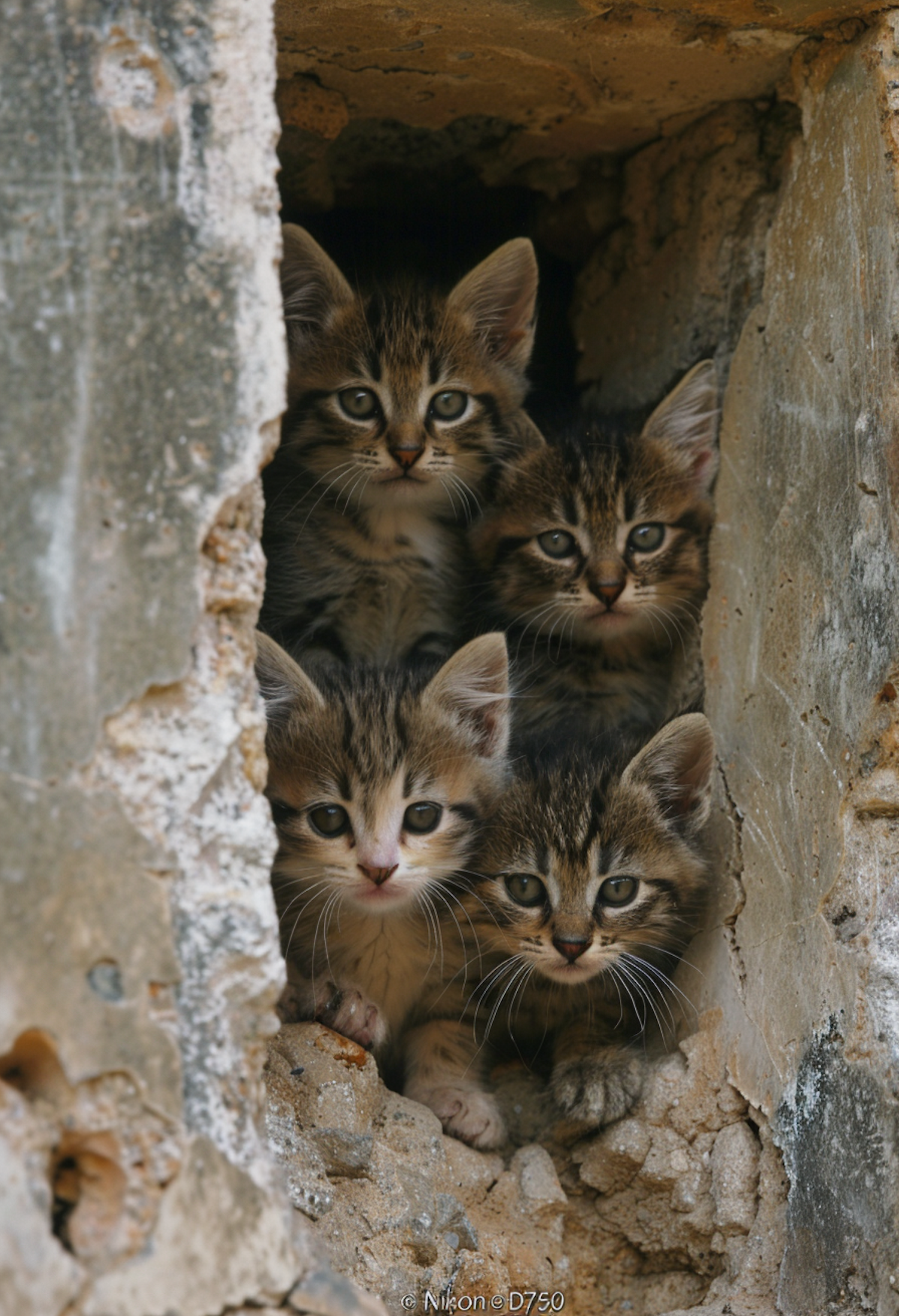 Curious Kittens Peeking from a Stone Structure