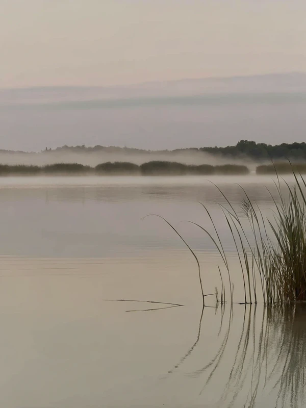 Serene Lakeside Scene