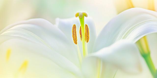 Close-up of White Lily