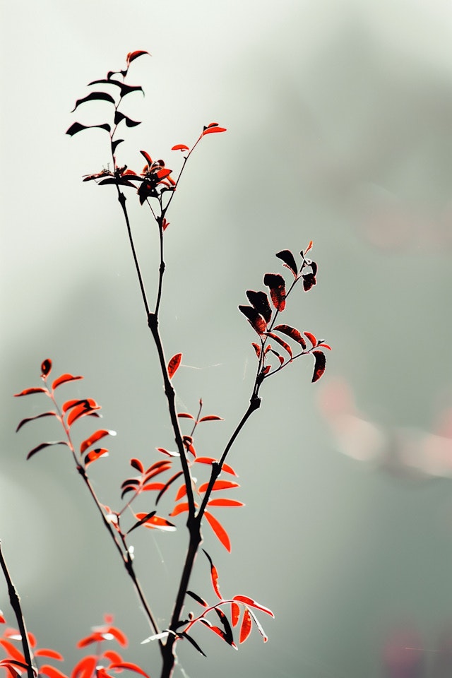 Dramatic Red Leaves in Fog