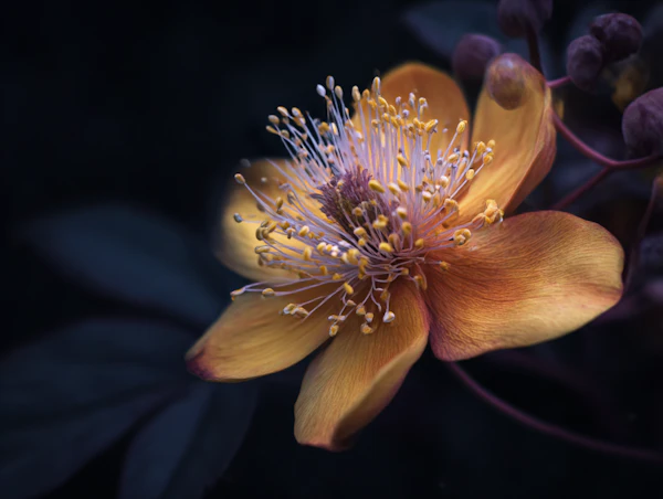 Vibrant Yellow Blossom