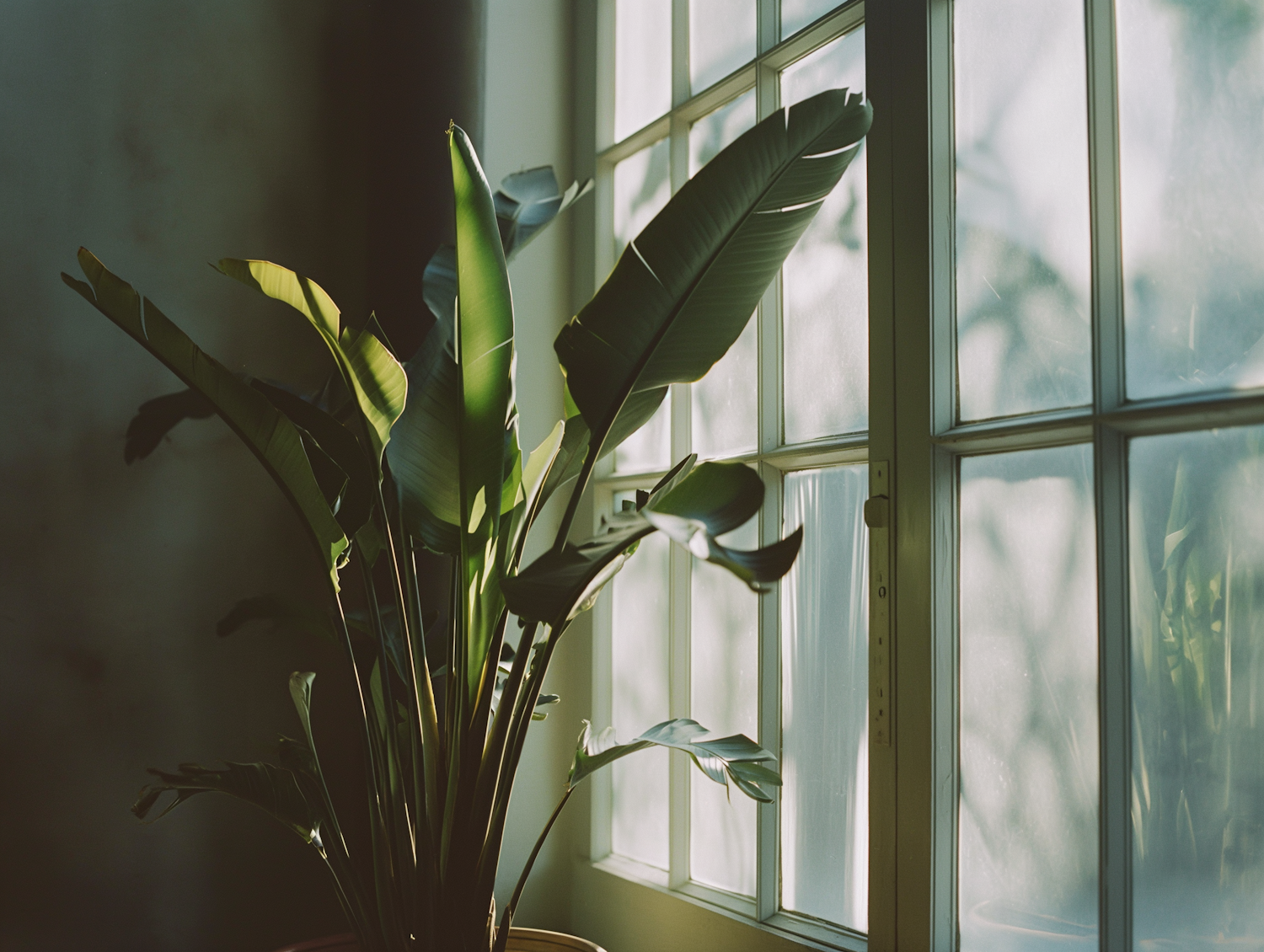 Tranquil Sunlit Bird of Paradise