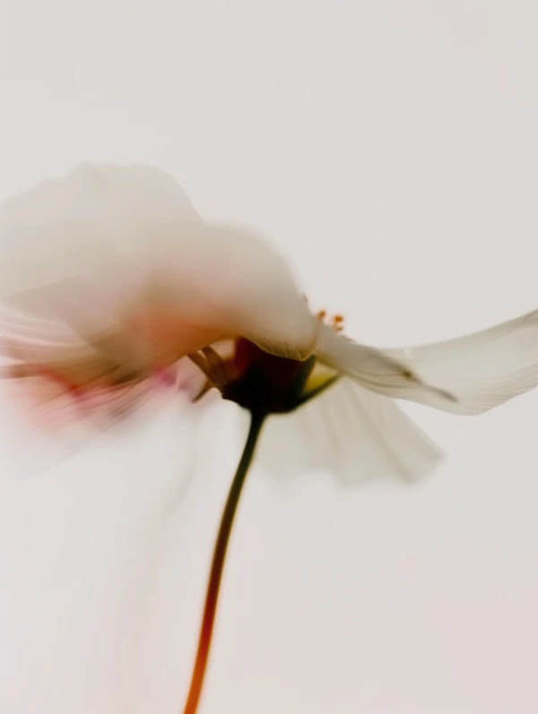 Delicate Flower Close-Up