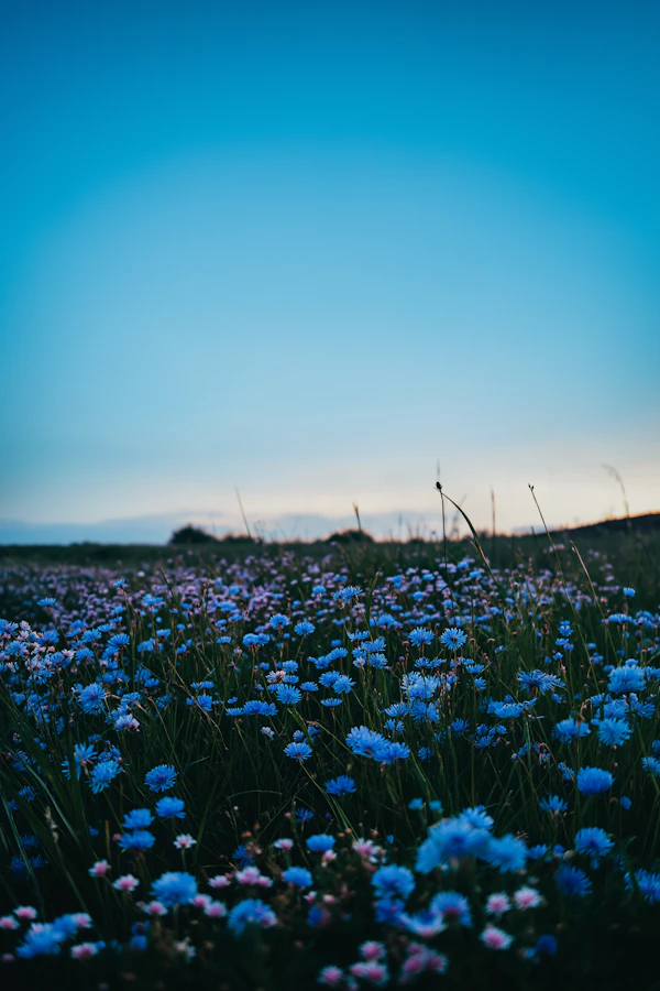 Serene Flower Meadow