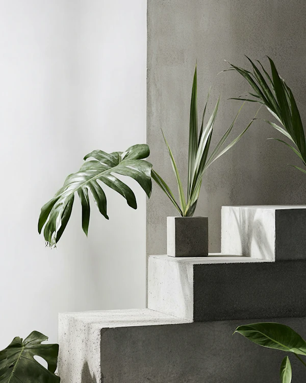 Minimalist Plant Display