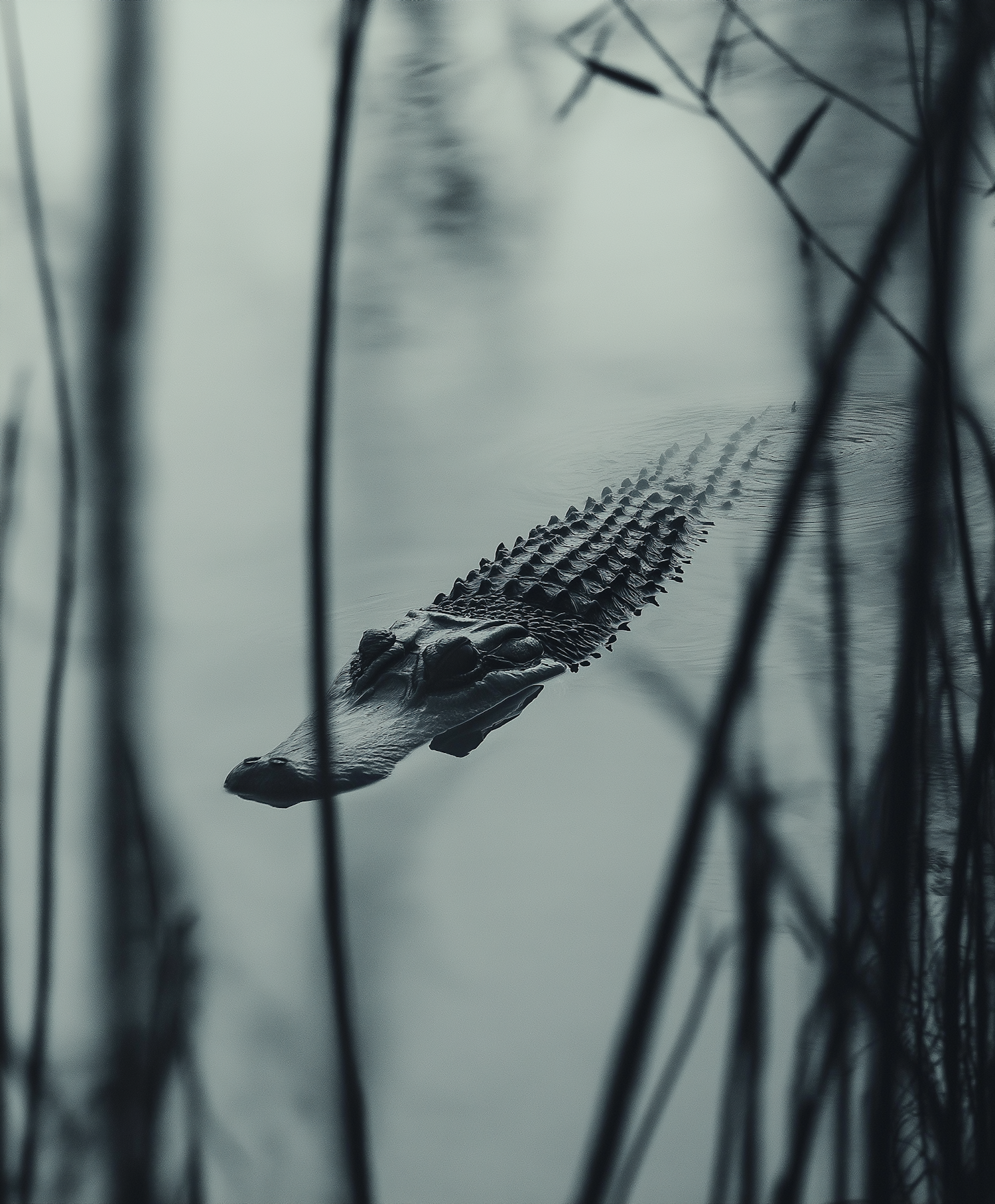 Stealthy Crocodile in Dark Waters