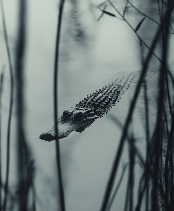 Stealthy Crocodile in Dark Waters