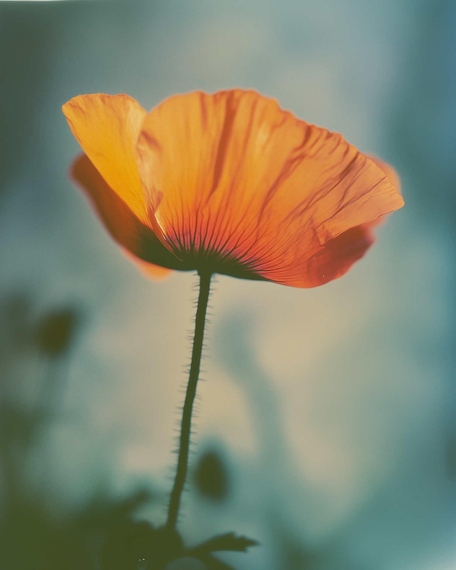 Vibrant Orange Poppy