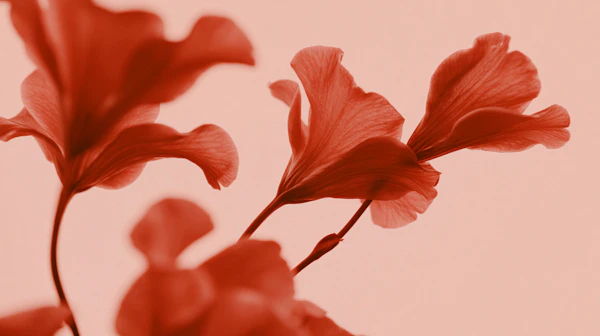 Monochromatic Flower Petals