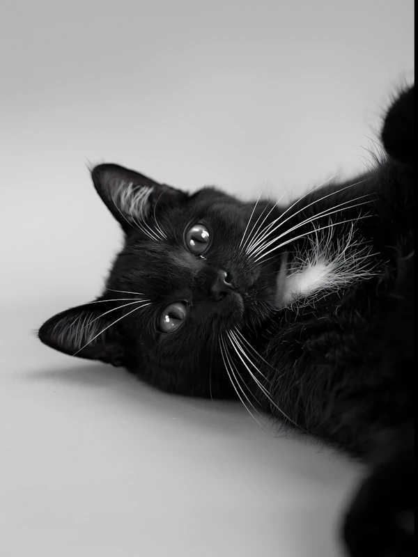 Black Cat Portrait