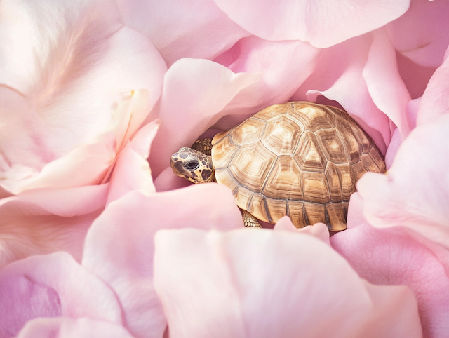 Tortoise Among Pink Petals