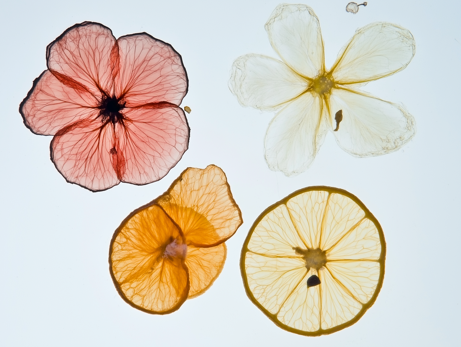 Translucent Dried Flower and Fruit Slices