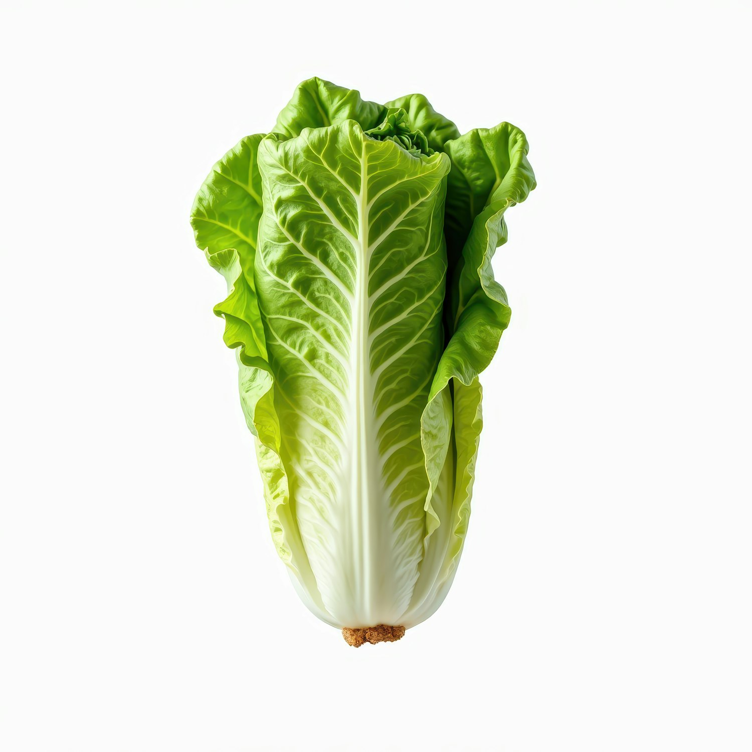 Fresh Romaine Lettuce