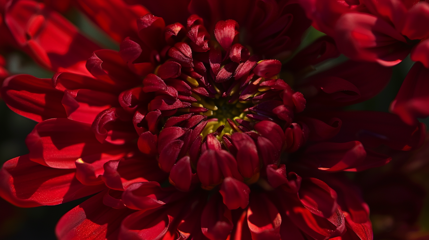 Close-up of a Vibrant Red Chrysanthemum