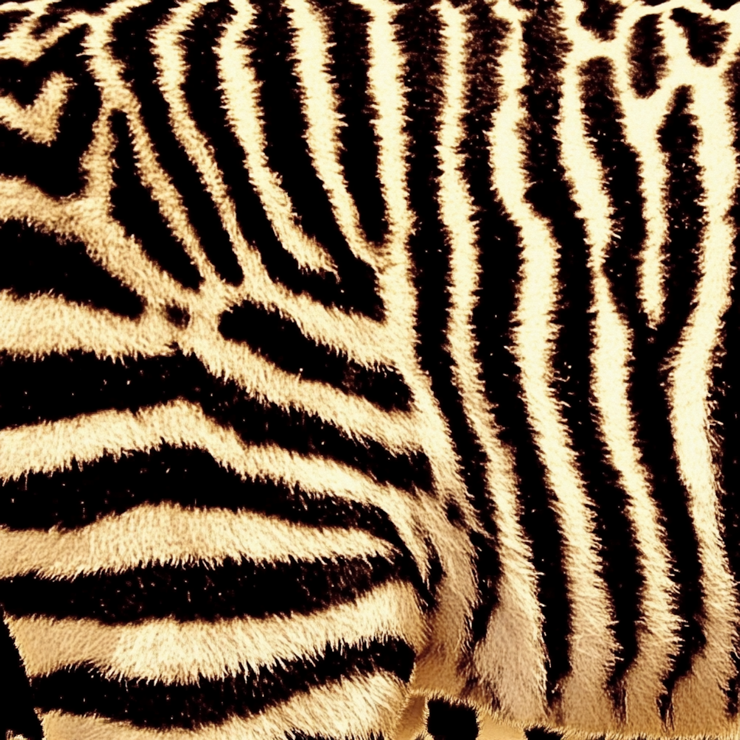 Close-up of Zebra Stripes