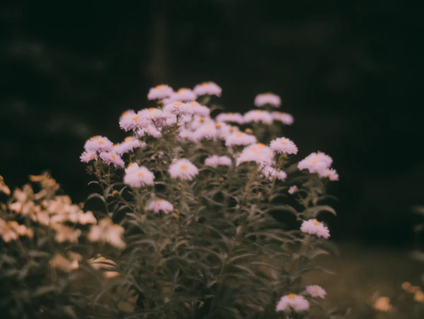 Purple Aster Flowers in Bloom