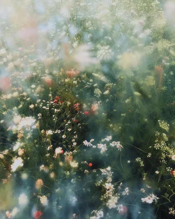 Dreamy Wildflower Meadow