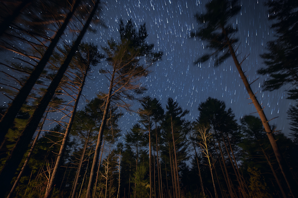 Starry Night Forest