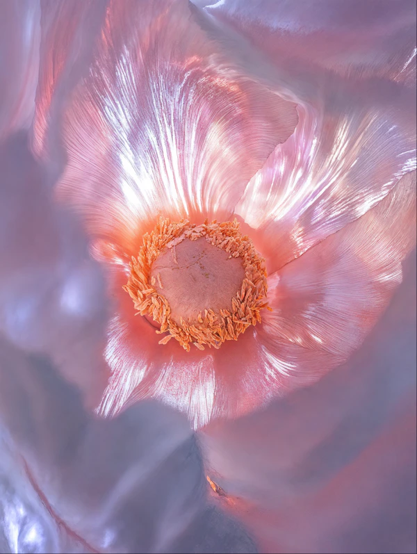 Abstract Flower Close-Up