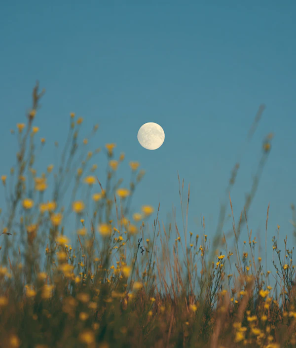 Moonlit Flower Meadow