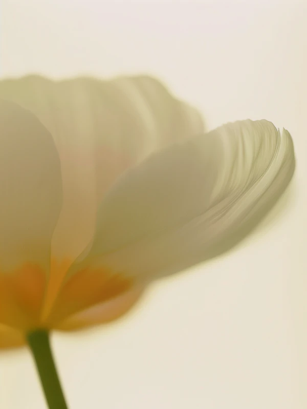 Delicate Tulip Petal
