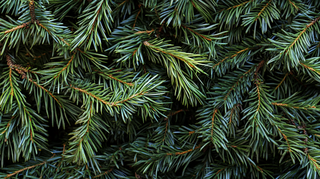 Close-up of Evergreen Branches