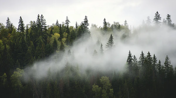 Misty Forest Landscape