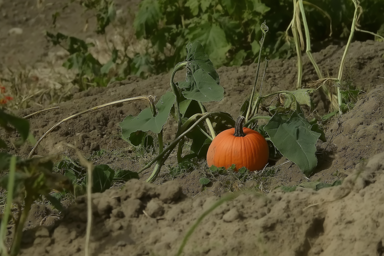 Autumn Harvest Pumpkin